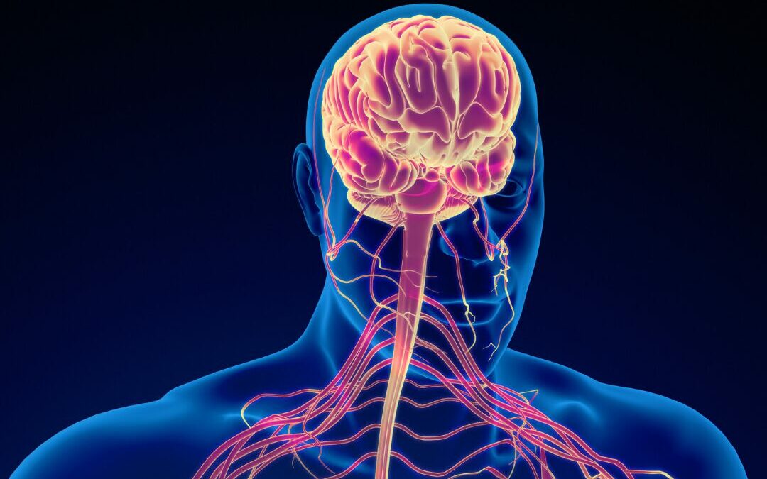 Nasal Breathing and the Limbic System : A Gateway to Wellness