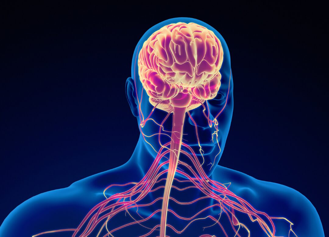 Limbic System and Nasal System